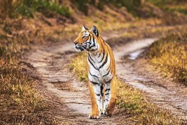 1 tiger death every 15 days in MP in 2022 | Bhopal News