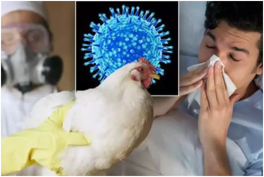 WHO Issues Warning on Human Cases of Bird Flu, Identifies Search for New Hosts